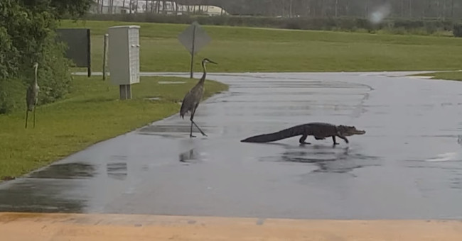 The crocodile approached the cranes and the unbelievable ending later