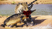 The crocodile died before the sharp teeth of tigers and newspapers