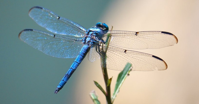 The cruel face of the green dragonfly dude