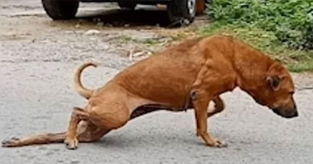 The cunning, lame dog is begging for food on the road