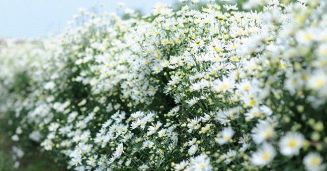 The daisies signal the winter in Hanoi street