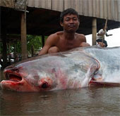 The dam will make the Mekong catfish extinct