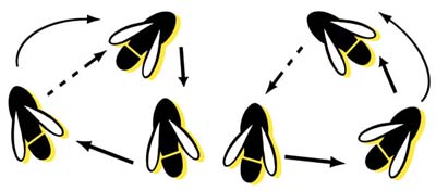 The dance of honey bees is meaningless to those who neglect