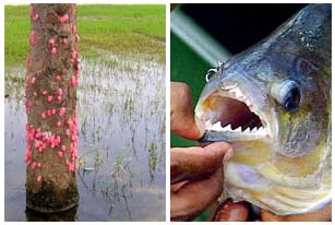 The danger from invasive strange creatures