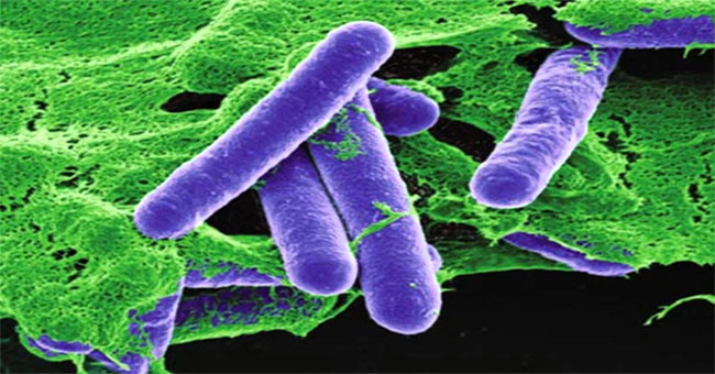 The danger of Clostridium botulinum bacteria