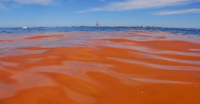 The danger of red tide