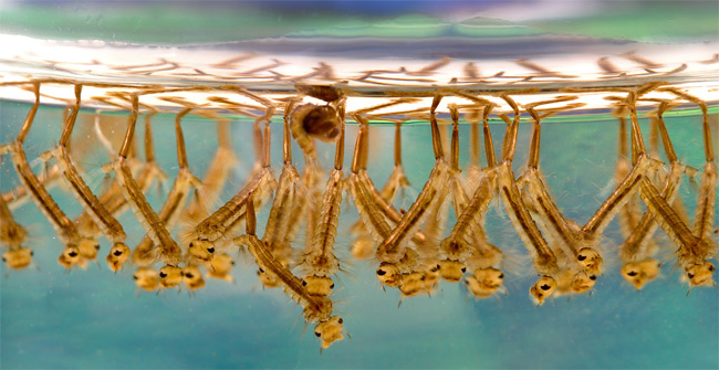 The danger when mosquitoes today carry plastic particles in the body