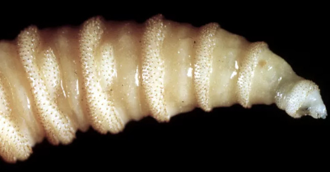 The dangerous 'carnivorous' parasite has returned and is more beneficial than before