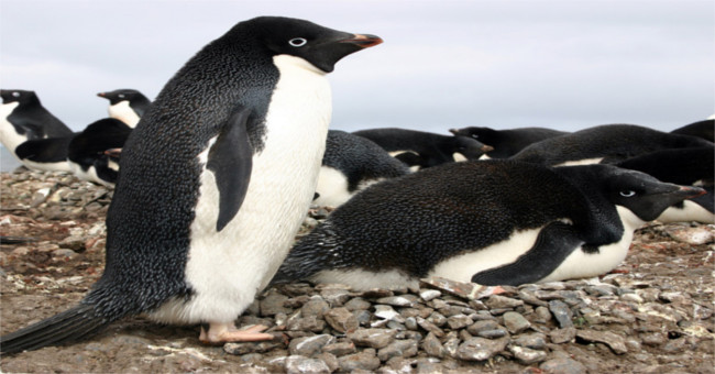 The dark hidden corner has been hidden for hundreds of years of the cutest animal on the planet