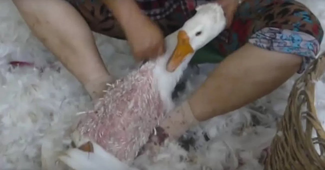 The dark truth behind the warm winter fur coat