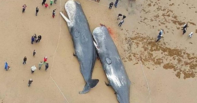 The dead whale belly in the European sea is full of garbage