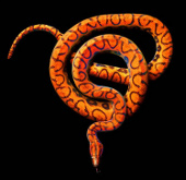 The deadly curve of poisonous snake snakes