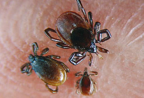 The deadly venom bite is the dog tick