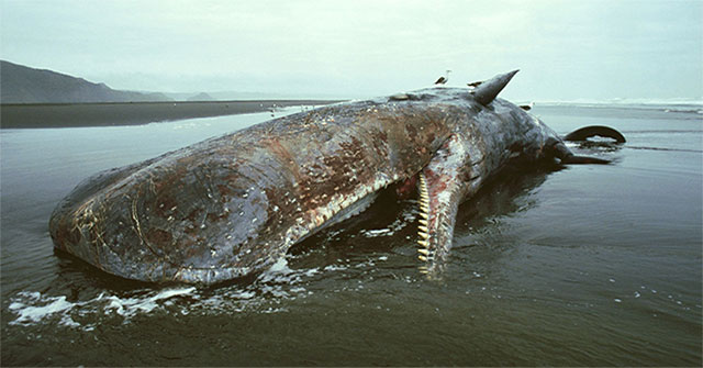 The death of old whales brings countless benefits to oceans and ecosystems