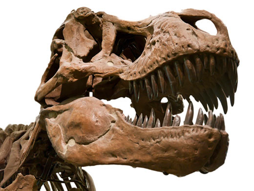 The death smile of the tyrant dinosaur