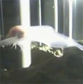 The deepest fish in the world
