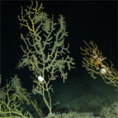 The Deepwater Horizon oil spill greatly affected coral populations
