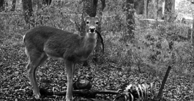 The deer eats people who make the scientific world stunned