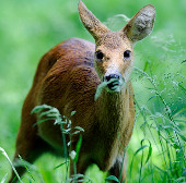 The deer is worrying in England