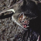 The 'demons' suck the blood of scary people