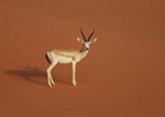 The desert antelope shrinks the heart and liver for survival