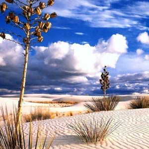 The desert green technology began to be deployed