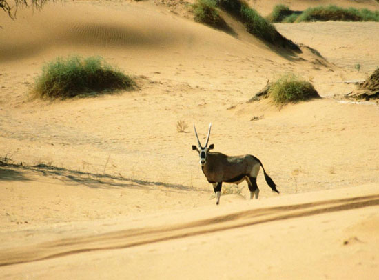 The desert is the oldest in the world