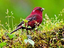 The 'dialect' of birds