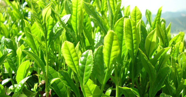 The difference between black tea and green tea