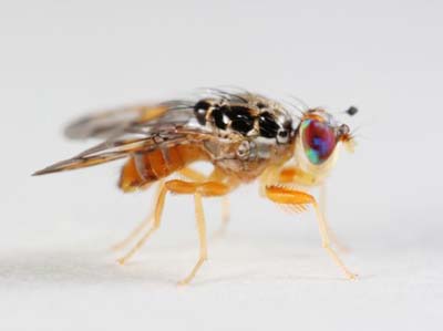 The difference between fruit flies and humans