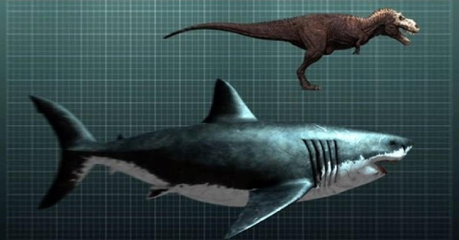 The difficult reason makes the Megalodon shark extinct