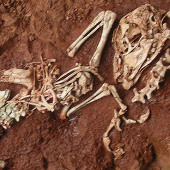 The dinosaur fossil is about the size of a chicken
