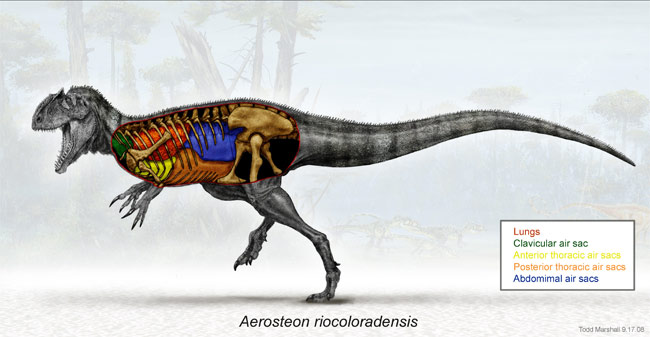 The dinosaur is as big as a bird-like respiratory bus