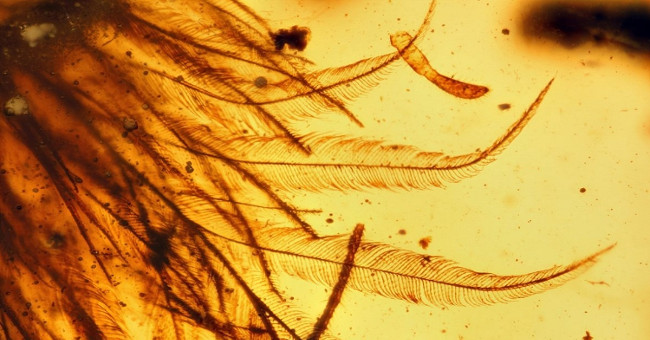 The dinosaur tails remain intact in the amber mass of 99 million years