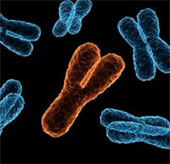 The discovery denies the possibility of men going to be extinct