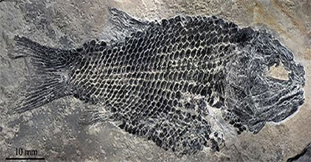 The discovery of 200 million year old fossil fish in China