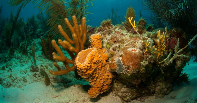 The discovery of a giant coral reef measuring 56,000 km2 off Brazil