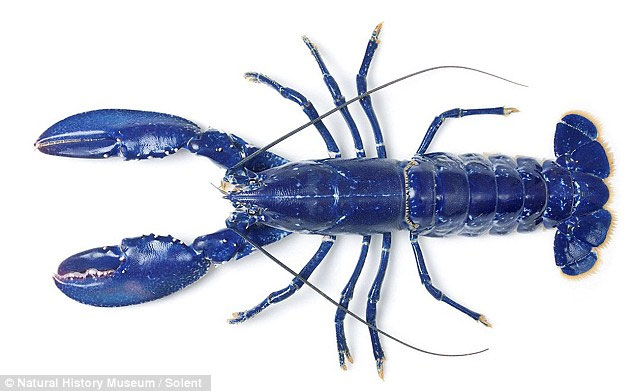 The discovery of blue lobster is rarely seen in England