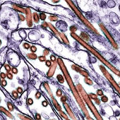 The discovery of five mutations in H5N1 determines the spread