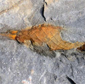 The discovery of fossil shark eggs dates back to 310 million years