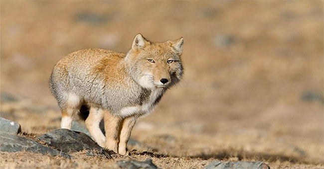 The discovery of foxes always carries a sad face