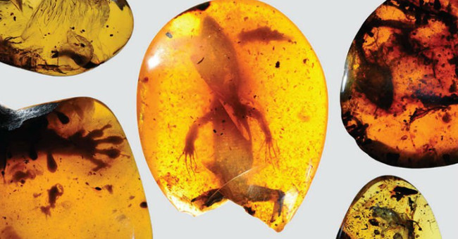 The discovery of gecko fossils lies in amber dating from nearly 100 million years