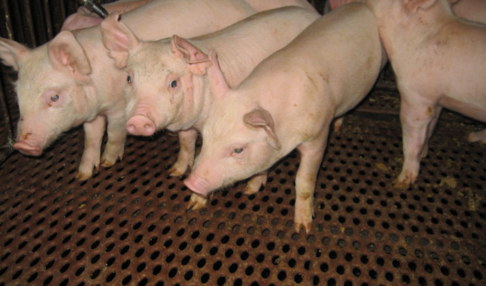 The discovery of genetic markers may help to eliminate the blue ear pig virus
