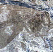 The discovery of insects sheds light on climate change