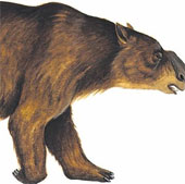 The discovery of special wombat fossils in Australia