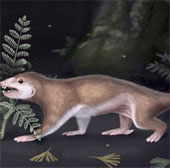The discovery of the 165 million-year-old ancestor of humanity