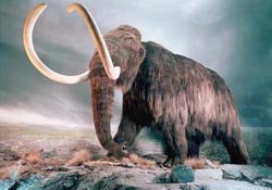 The discovery of the mammoth elephant fossil bone in Mexico