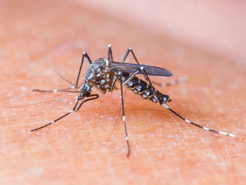 The disease spreads 'global threat'