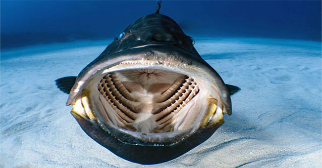 Giant Armored Fish Specializing In Open Mouth Waiting For Bait