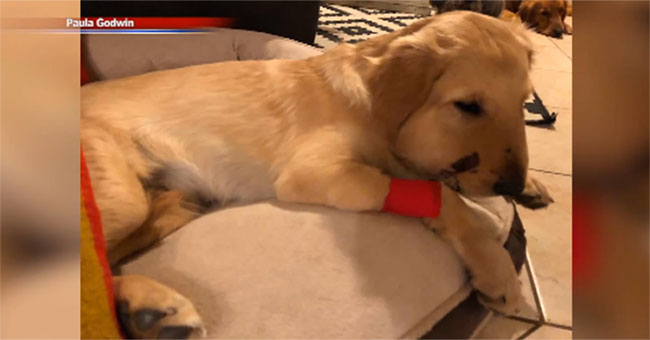 The dog discharges the body with the bite of the rattlesnake instead of the owner